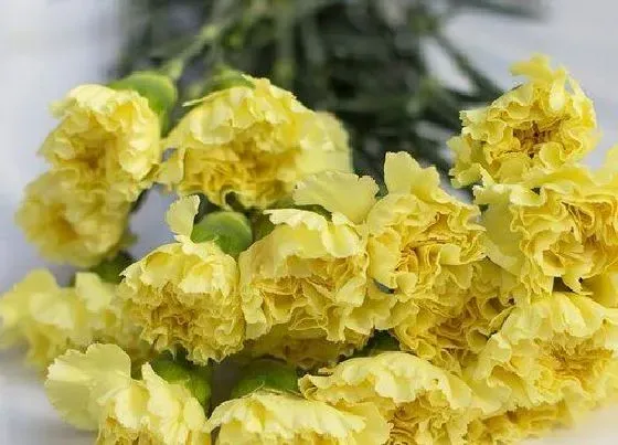 花语|黄色康乃馨花语代表什么意思（黄康乃馨的象征意义）