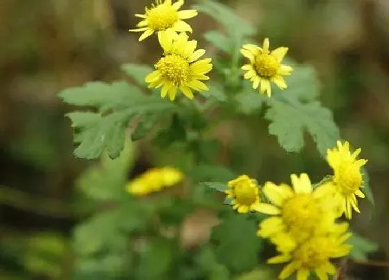 植物寓意|野菊花花语代表什么意思