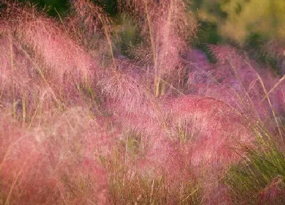 种植管理|粉黛乱子草几月份种植合适