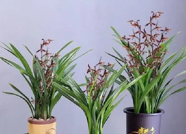 植物移栽|墨兰夏天可以换盆吗 怎么换盆好（修根与浇水）