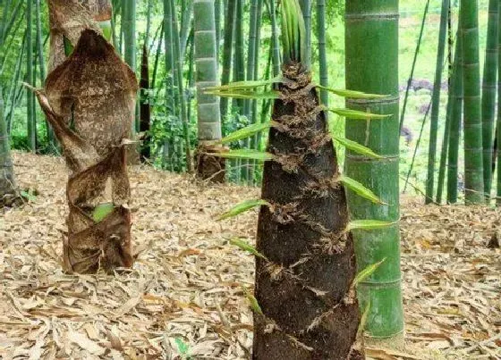 种植管理|楠竹的生长周期是多长时间