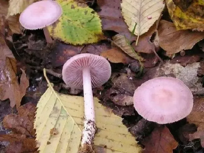 植物种类|盘点农村常见的毒蘑菇 分辨毒蘑菇样子