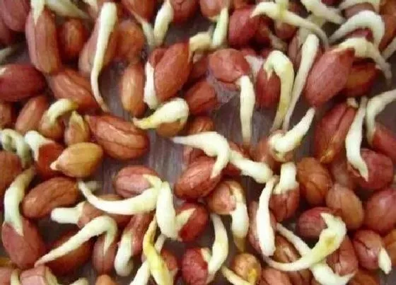 食用常识|新鲜的花生发芽了可以吃吗 新花生发芽后能食用吗