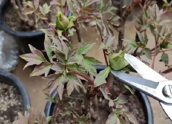 植物修剪|牡丹怎么修剪方法