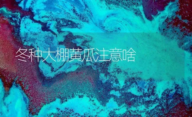 冬种大棚黄瓜注意啥 | 蔬菜种植