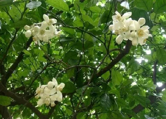 颜色花|柚子花是什么颜色的