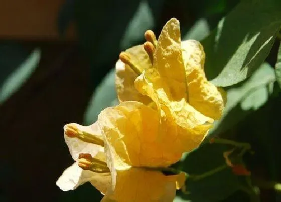 冬天植物|三角梅耐寒吗