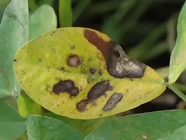 种植管理|花生开花期怎样种植与管理产量高，花生花期管理技术要点）