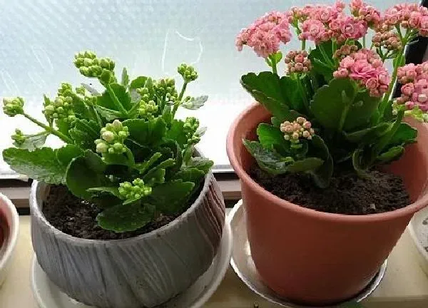 植物浇水|长寿花要经常浇水吗 多久浇一次水