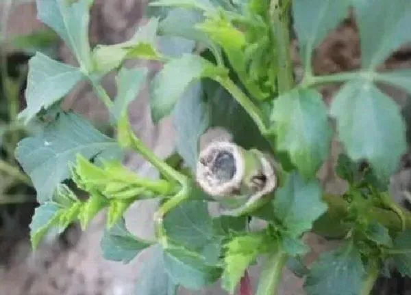 植物扦插|大丽花插枝能活吗