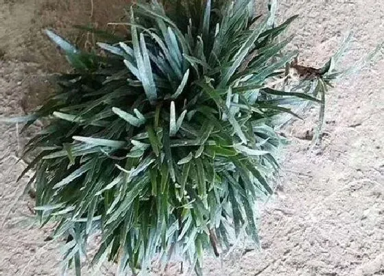 植物百科|玉龙草开花吗 开花什么样子