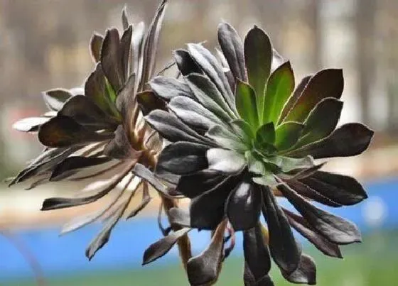 种植土壤|法师适合高盆还是矮盆 法师适合什么样的盆种