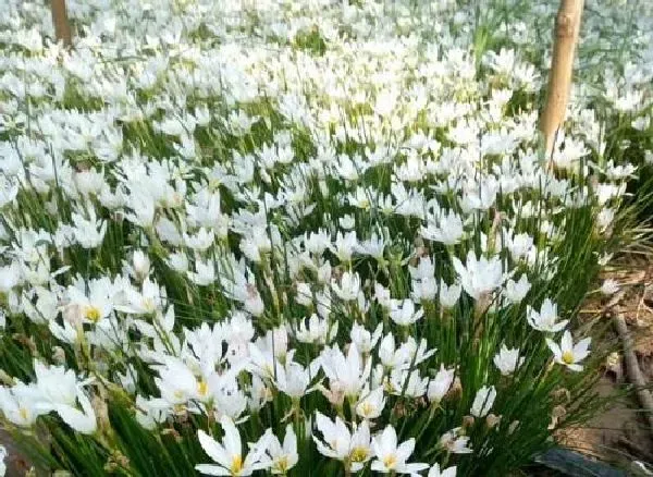 植物移栽|风雨兰什么时候分盆最合适 容易成活