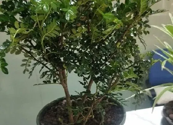 叶子发软|清香木叶子下垂怎么办