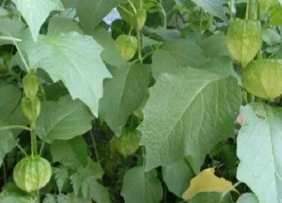 功效常识|灯笼草有什么作用