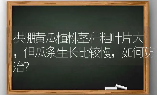 拱棚黄瓜植株茎秆粗叶片大，但瓜条生长比较慢，如何防治？ | 蔬菜种植