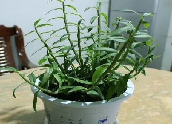种植长叶|石斛不长叶子怎么办