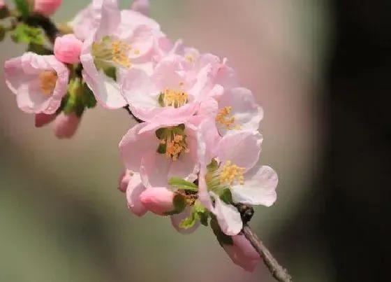 植物百科|杏花又叫什么花