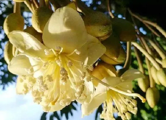 植物寓意|榴莲的花语是什么意思 代表的象征意义（全）