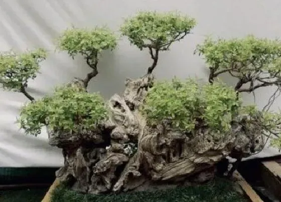 植物修剪|黄荆盆景怎么修剪方法