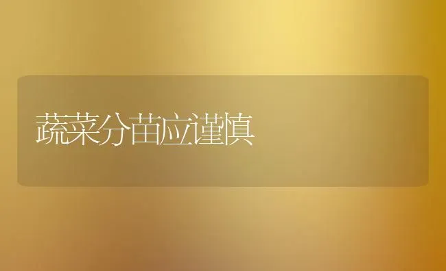 蔬菜分苗应谨慎 | 蔬菜种植