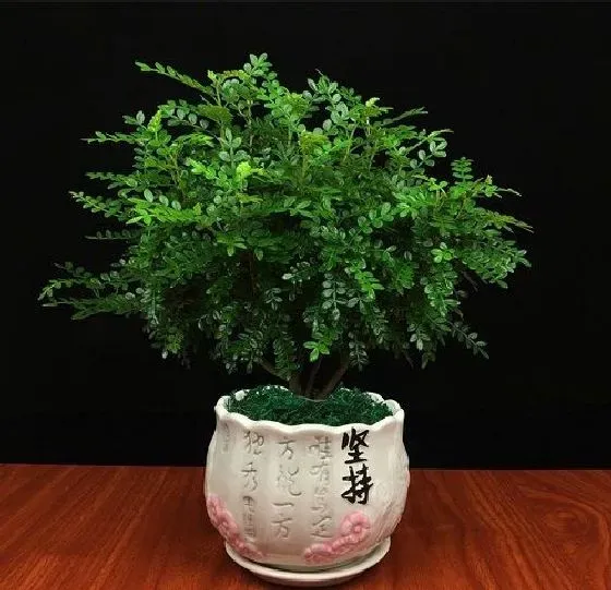 植物香味|清香木有香味吗 香味是什么味道的