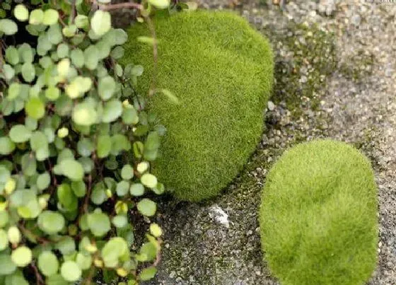 植物种类|苔藓是植物吗 属于苔藓科苔藓属的植物