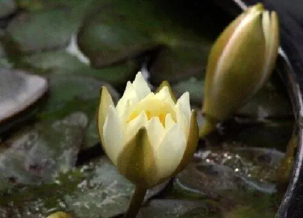 盆景|海尔芙拉用多大的盆合适