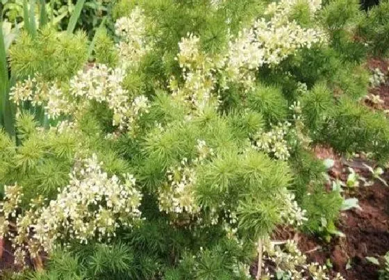 植物百科|蓬莱松开花吗 开花是什么样子的