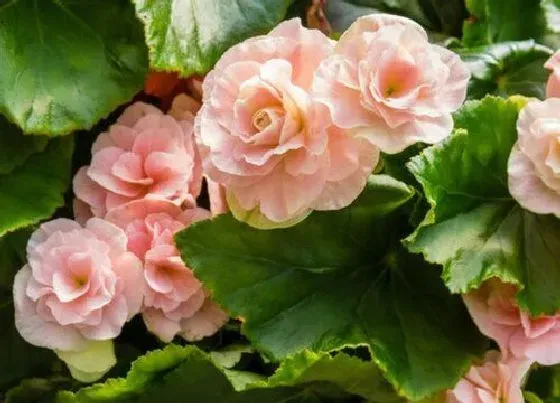 花期|秋海棠花期多长时间
