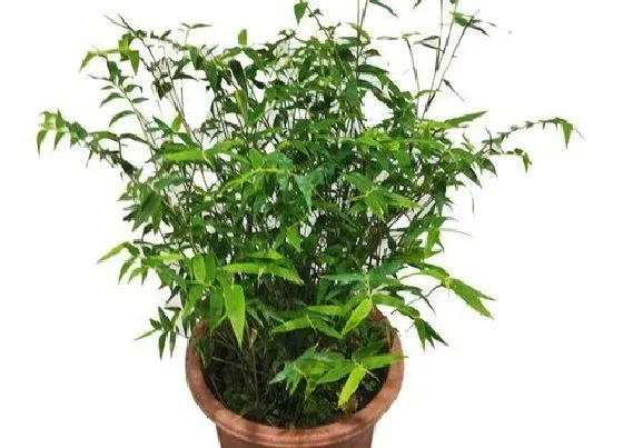 植物种类|最好看的竹子品种 观赏最漂亮的竹子是什么品种