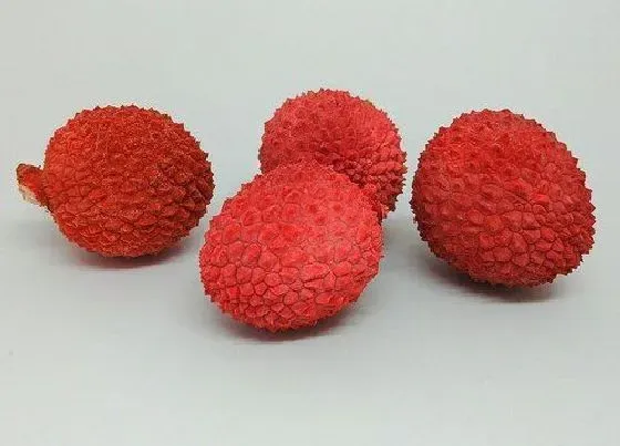 植物产地|荔枝哪里产的最好吃