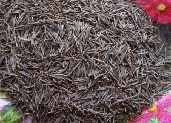 植物毒性|格桑花种子有毒吗