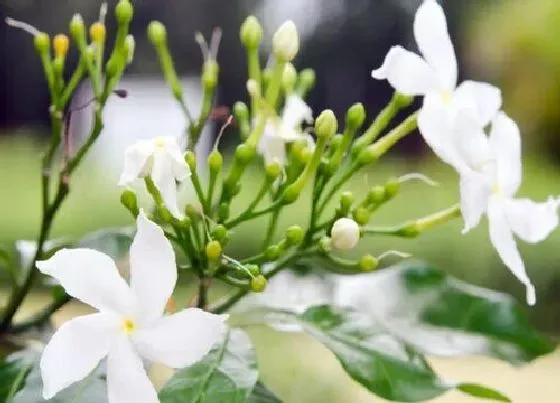 冬天植物|七里香耐寒吗