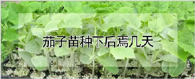 茄子苗种下后焉几天 | 养殖技术