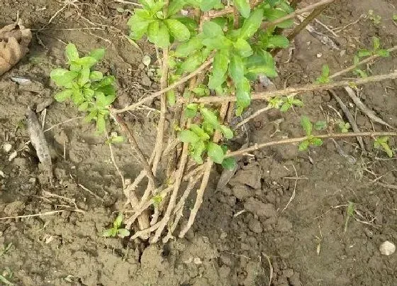 种植管理|枸杞子扦插几年结果