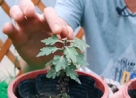 植物修剪|九月菊怎么修剪方法