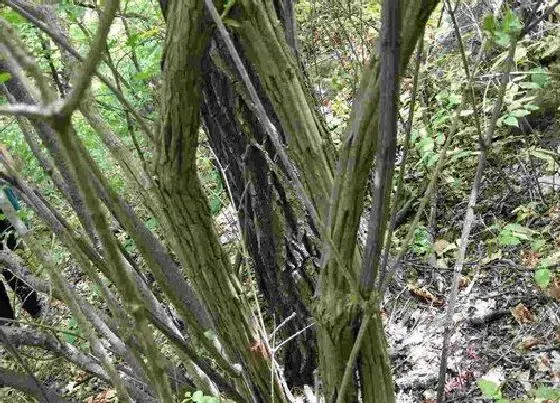 植物种类|降龙木是什么树 产地在哪里