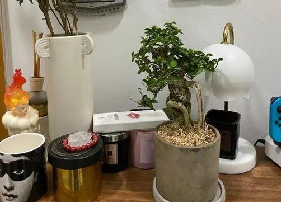 植物百科|寿娘子是什么植物