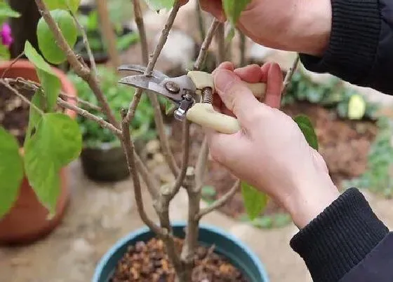 植物修剪|扶桑什么时候剪枝合适