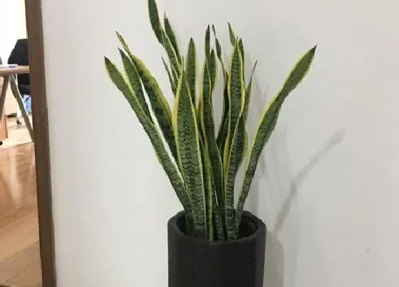 植物寓意|虎尾兰的寓意和象征风水