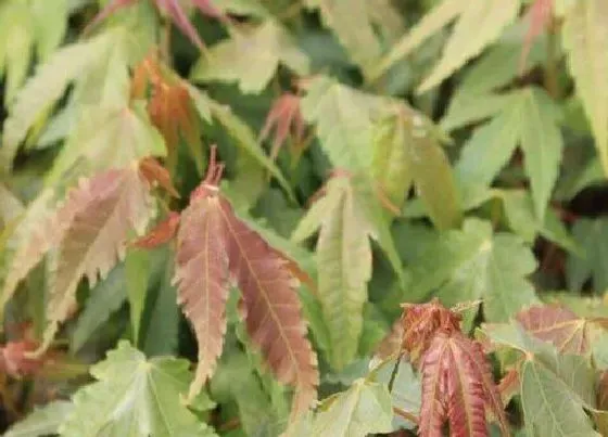 植物修剪|青枫怎么修剪方法