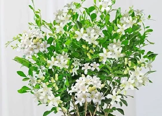 冬天植物|九里香能过冬天吗 冬季室外养九里香可以越冬吗