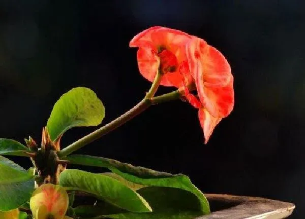 植物浇水|骨刺花怎么浇水方法