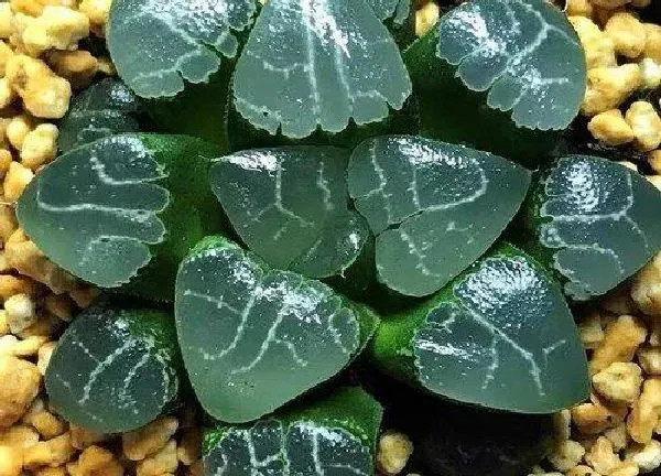 养殖方法|日月潭多肉植物怎么养才能养好