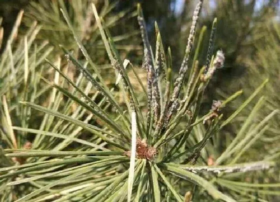 植物虫害|松树病虫害防治技术与方法措施