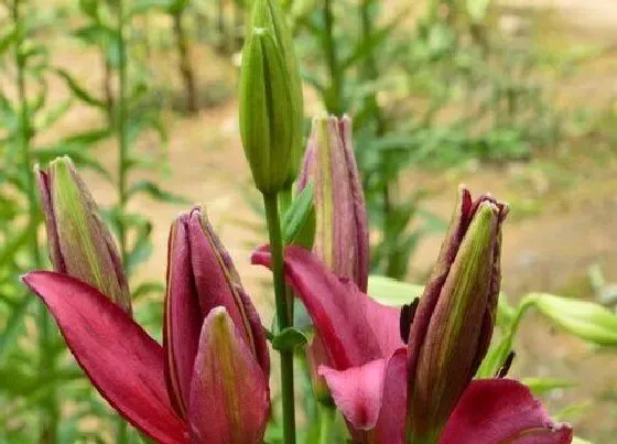 花朵|百合花花骨朵的样子 多久开花