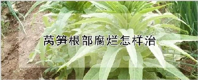 莴笋根部腐烂怎样治 | 自然知识