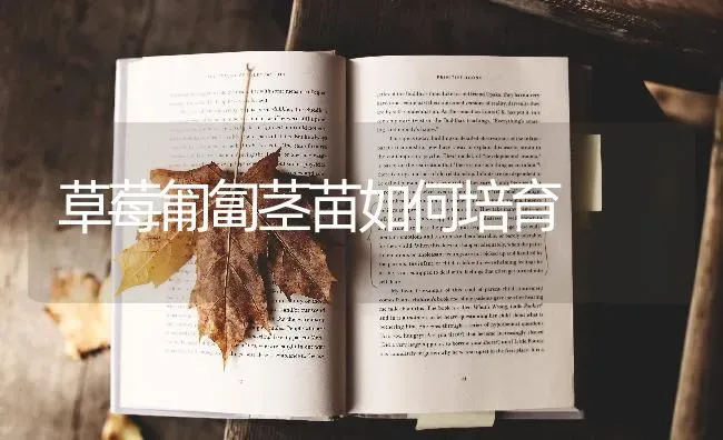 草莓匍匐茎苗如何培育 | 瓜果种植