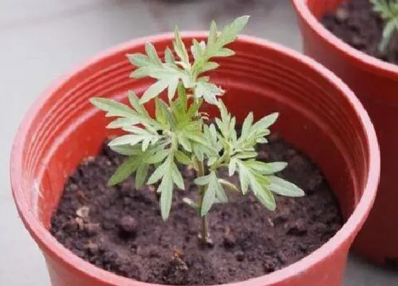 种植位置|家里可以种艾草吗